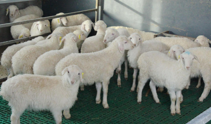 新年新氣象 奮力開新局 | 塔城市 畜牧飼料技術(shù)開發(fā)助力養(yǎng)殖業(yè)提質(zhì)增效推動(dòng)鄉(xiāng)村振興