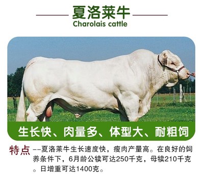 西門塔爾牛犢選購與飼養(yǎng)指南 3-6個(gè)月活體小牛的養(yǎng)殖優(yōu)勢及魯西黃牛改良技術(shù)